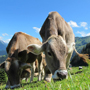 gallery/cows-cow-203460_640